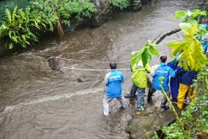 幫鱷魚搬家驚險萬分。(圖/臺北市立動物園提供) ▲幫鱷魚搬家驚險萬分。(圖/臺北市立動物園提供)
