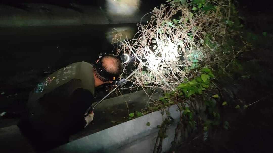 ▲農業局24日晚間獲報，高雄大寮區上寮公園附近有綠鬣蜥，派遣專業委外團隊前往捕捉。(圖／高市府提供)