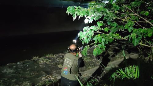 獵捕綠鬣蜥祭重賞?林保署3點說明澄清了:僅微調成年蜥移除單價