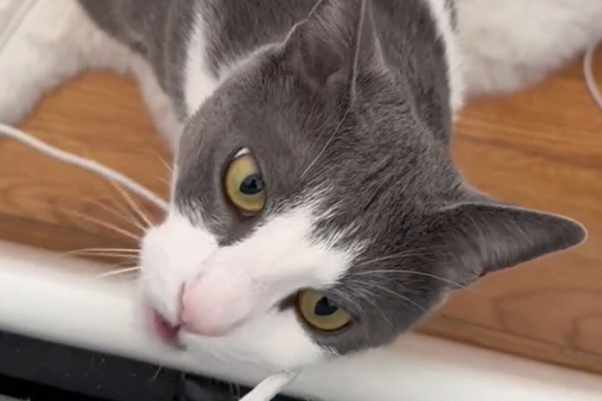 ▲貓咪Skipurr為叫醒不起床的飼主，特意假造出咬電線的聲音嚇人。（圖／TiKTok：jacq.attacqs.fitness）