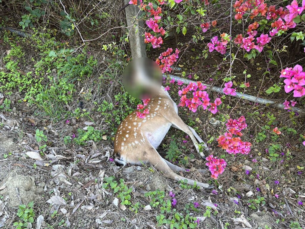 ▲墾丁4天內，就發生2起人鹿車禍，造成1死1傷，2頭梅花鹿都當場死亡。（圖／墾丁國家公園管理處提供）