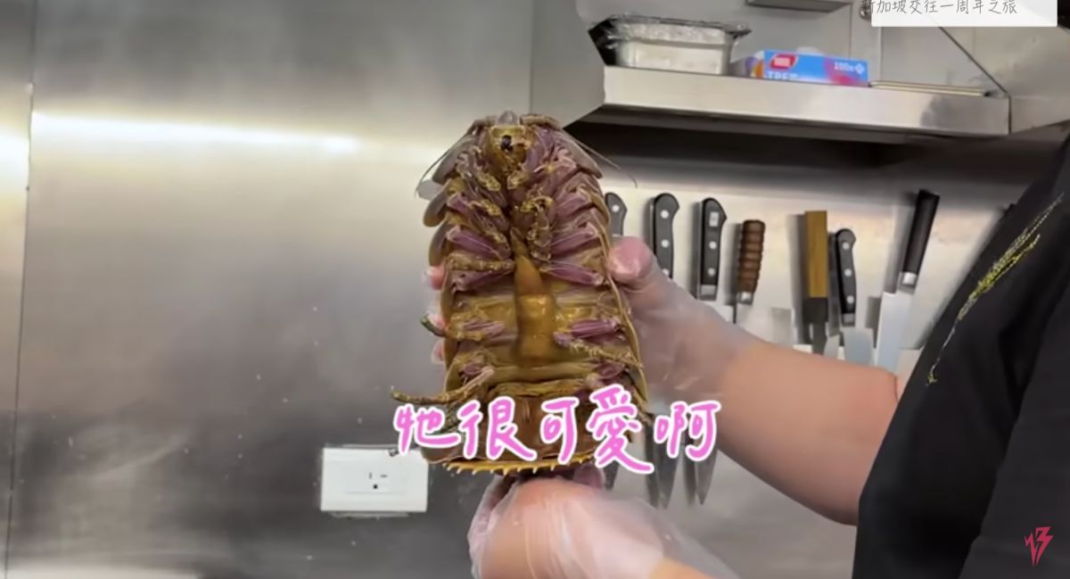 ▲反骨男孩團隊開箱「大王具足蟲拉麵」，老闆拿出食材真身，成員誇讚「好可愛」。（圖／反骨男孩YT）