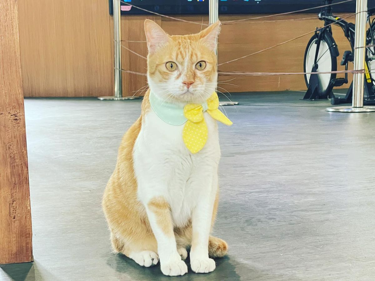 ▲台鐵集集車站的貓站長「龍蕉sun」，因集集遊客中心將進行裝修遭資遣。「龍蕉sun」後續安置問題引發討論。（圖／翻攝龍蕉sun臉書）