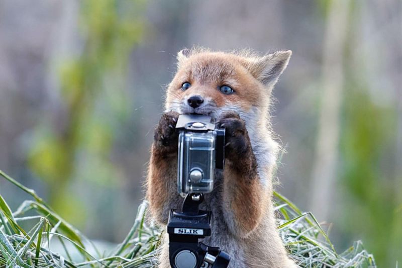▲日本這名攝影師在野外拍攝時，有隻小狐狸自己靠近Gopro玩耍。（圖／Twitter：hayakawa0622） 