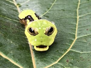 ▲「台灣寬尾鳳蝶」的幼蟲一樣有著外星人大眼睛，但身體是綠色的。（圖／羅東林管處）