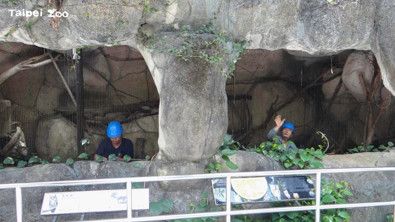 ▲台北市立動物園進行防颱準備，檢視戶外棲架、圍網、欄舍是否穩固。（圖／台北市立動物園）