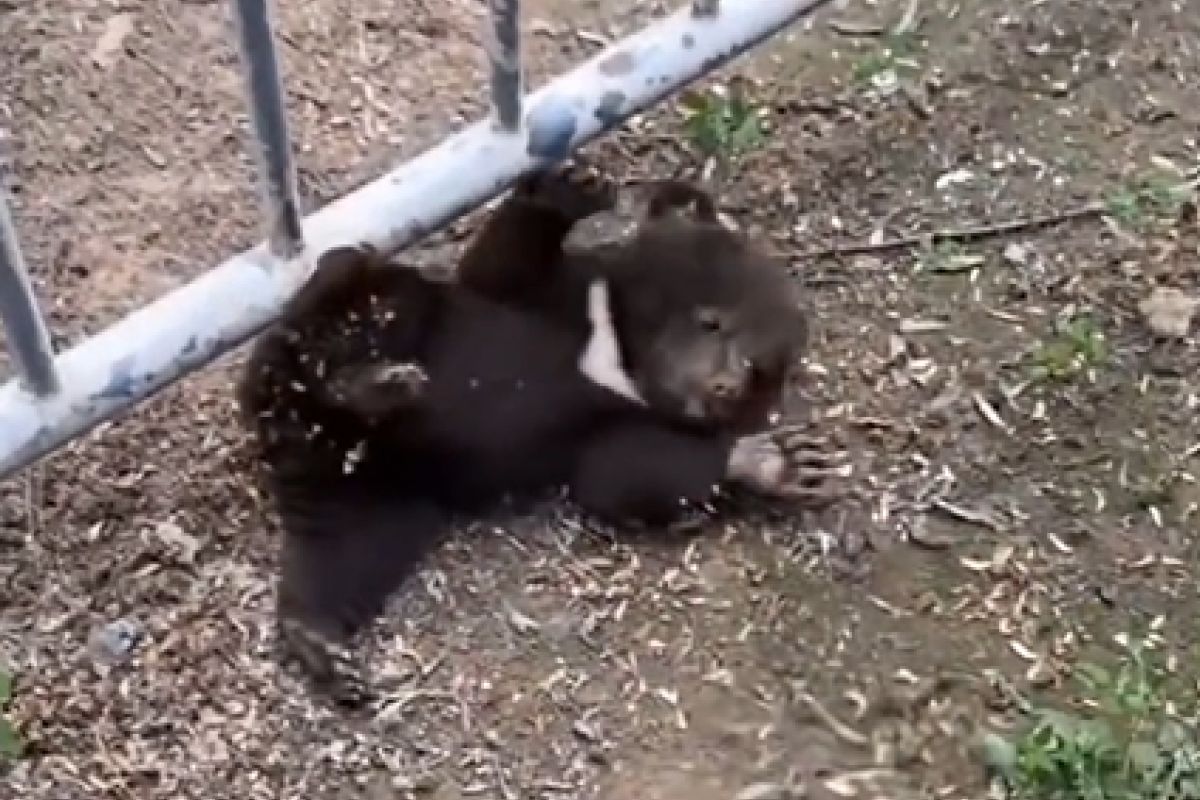 ▲1號小熊被虎寶寶壓倒在地，2號小熊卻假摔在一旁看戲。（圖／微博：人民網）