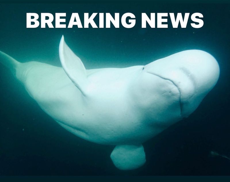 ▲這頭被稱為俄羅斯「間諜白鯨」的白鯨，近日被發現現身於瑞典外海，引發鯨豚保護組織關注。（圖／翻攝自「OneWhale」臉書）