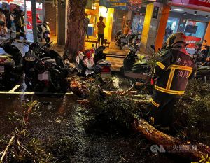 颱風瑪娃離台！台北市晚間2路樹傾倒　1機車慘遭波及受損
