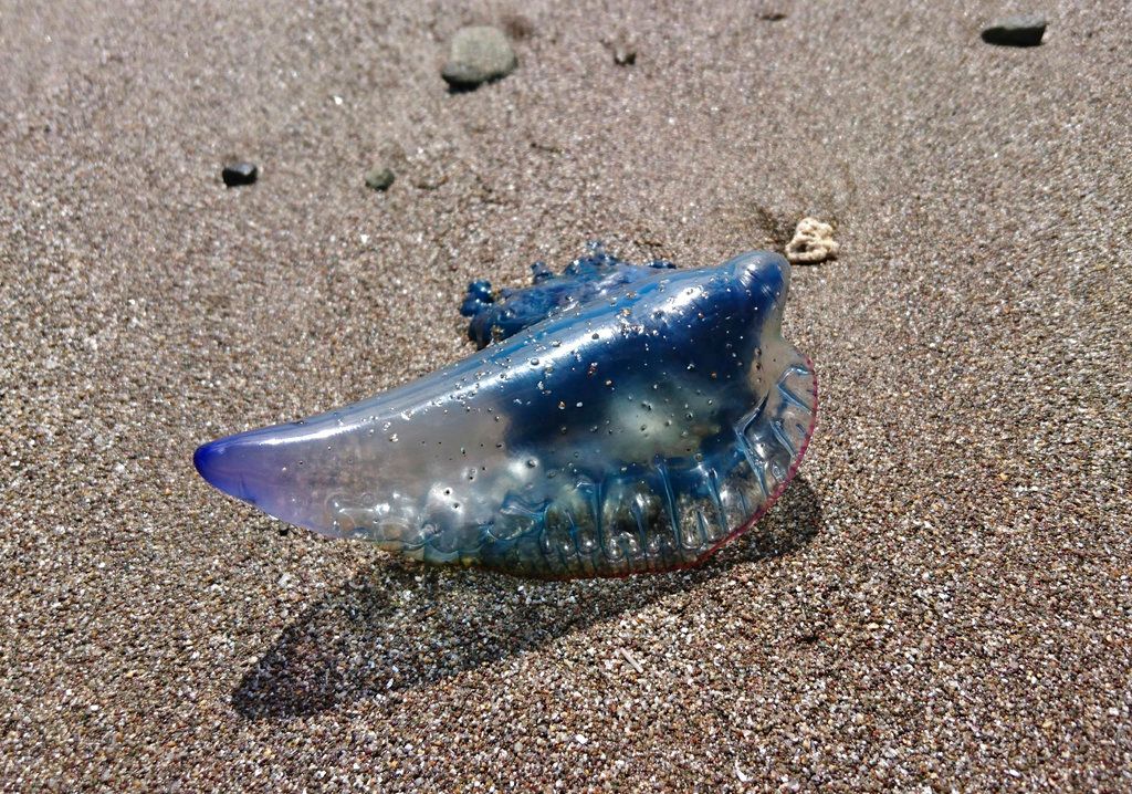 ▲日本一名YouTuber近日將劇毒「僧帽水母」熬成湯，引起討論。（圖／美聯社／達志影像）