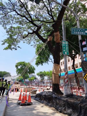 ▲副市長林欽榮今(2)日視察大順路雨豆樹根根系保護及汛期樹木加固作業等措施。（圖／高市府捷運局提供）