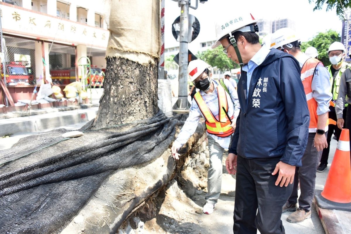 ▲副市長林欽榮今(2)日視察大順路雨豆樹根根系保護及汛期樹木加固作業等措施。（圖／高市府捷運局提供）
