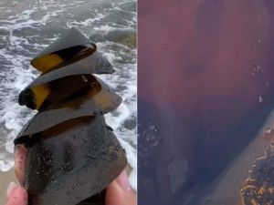 沙灘撿到謎樣軟Q「螺旋鑽頭」　內有物體在扭動！原來是鯊魚卵

