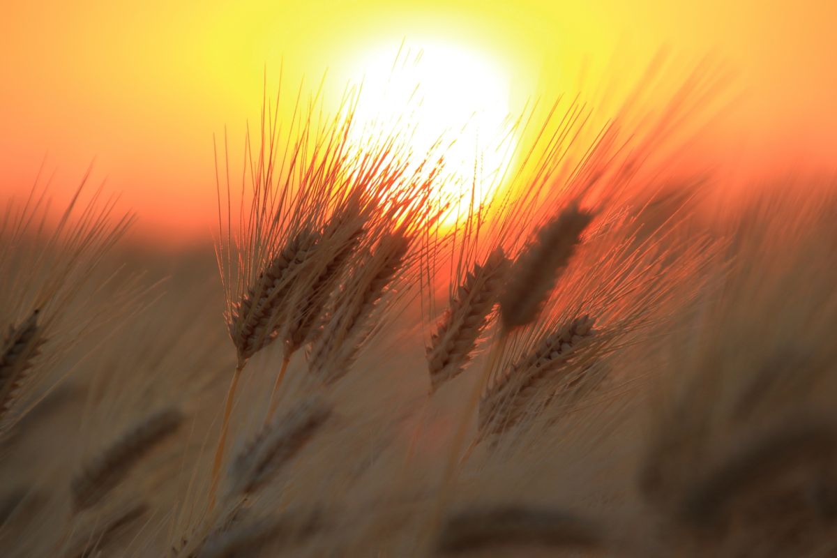 ▲2023年「芒種」是6月6日上午6點19分，由來、習俗、禁忌、養生方式一次看。（示意圖／photoAC）