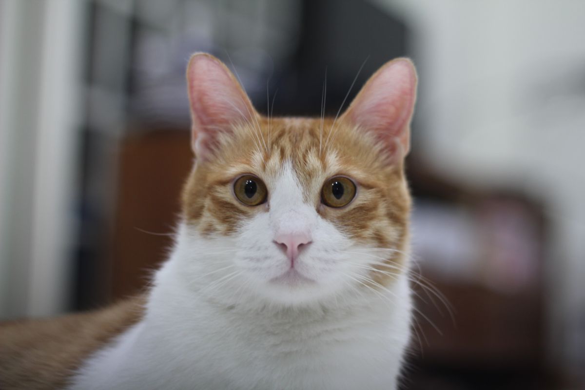 ▲台灣近期進入炎炎夏日，悶熱的氣候令人難受，同時也讓許多飼主開始擔心，全身毛茸茸的毛孩子，是否會比我們更怕熱？（圖／讀者提供）