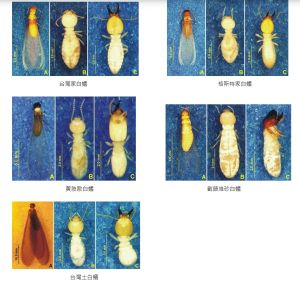 ▲台灣都市地區常見的白蟻物種有五種，而危害率最高的台灣家白蟻與格斯特家白蟻的主巢多構築在地下土壤中。（圖／翻攝環保署毒物及化學物質局網站）