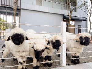 宜蘭親子飯店暑假優惠整理　賞「世界最可愛的羊」！遊艇自駕體驗
