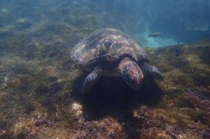 ▲小琉球海域是綠蠵龜的棲息地。（圖／啾開心浮淺提供）