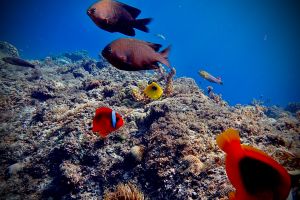 ▲小琉球海域中，除了海龜外還有大片的珊瑚礁，有小丑魚、五彩斑斕的鸚哥魚生活在內。（圖／Slack BnB提供）