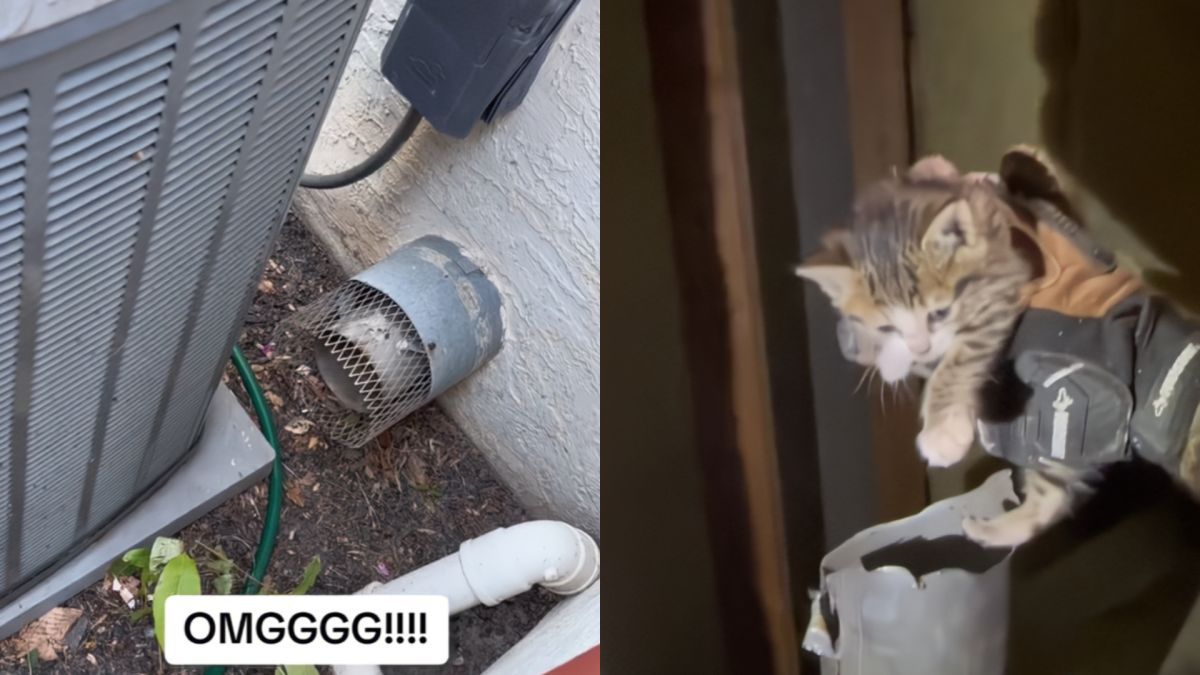 ▲日前國外有一家人，突然聽見家中的地下室傳出陣陣詭異的哭聲，沒想到意外救出了一隻毛茸茸的小生命！（Tiktok@PhillyFoodGirl）