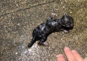 水溝撿到「醜醜小動物」!男心疼收編救活 長大後變身精靈超仙