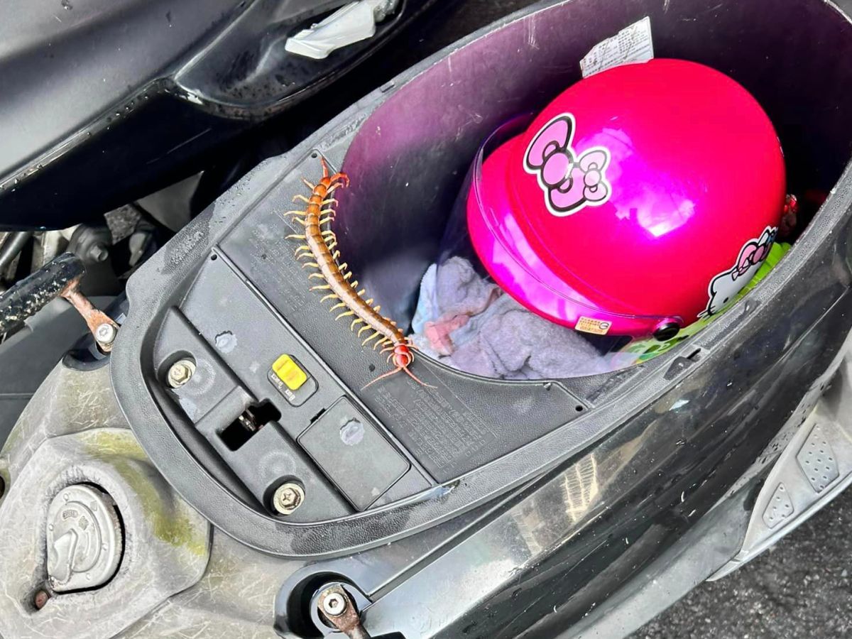 ▲一名人妻早上準備騎車帶小孩上學，未料打開車箱要拿安全帽時，驚見一隻目測近20公分長的巨型蜈蚣。（圖／翻攝爆料公社二社臉書）