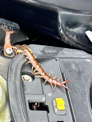 ▲機車車廂中出現一隻目測近20公分長的巨型蜈蚣，大到讓人以為是假的。（圖／翻攝爆料公社二社臉書）
