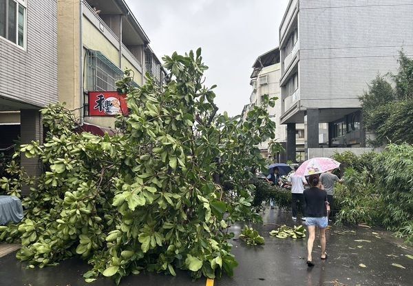 ▲2汽機車遭大樹砸中，所幸事件中無人受傷。（圖／翻攝畫面）