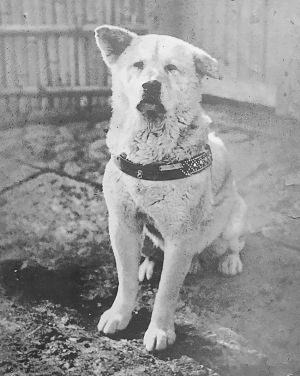 ▲忠犬小八在主人上野英三郎教授過世後，持續至澀谷車站等待他下班。（圖／翻攝自維基百科）