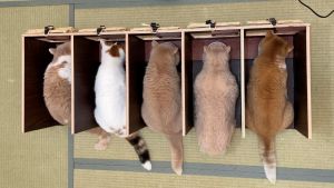 ▲日本推主幫貓咪打造了一蘭拉麵座位區。（圖／Twitter：jirosan77）