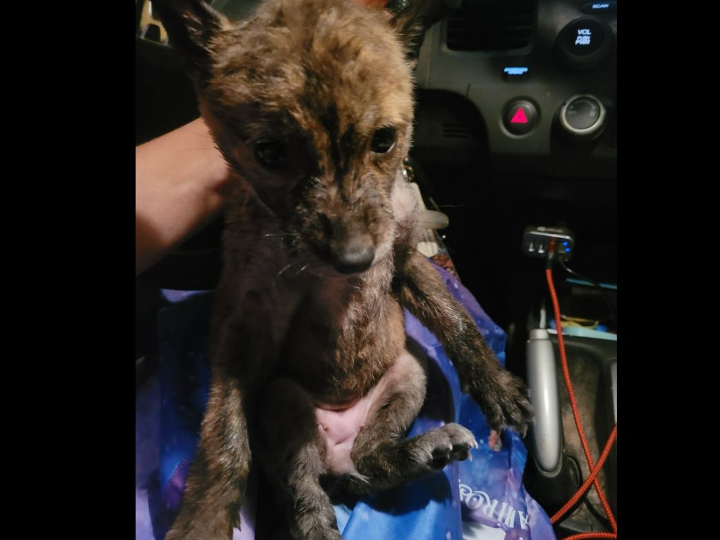 ▲暖男救出泥潭醜小狗經DNA鑑定後，發現牠不是狗，也不是郊狼，而是兩者的特殊混血種。 （圖/翻攝Tory Chang臉書）