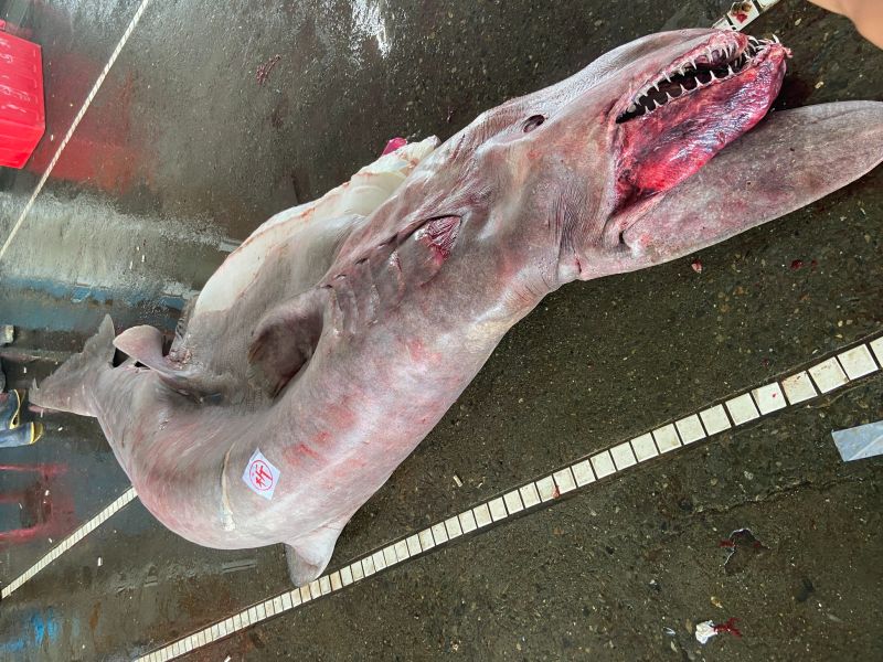 ▲宜蘭南方澳漁民在外海捕撈到罕見的「哥布林鯊」，牠有長長的前吻，滿嘴尖牙，生活在地球已經有1億多年的歷史，腹中還有6幼鯊。（圖／翻攝台灣海洋藝術館臉書）