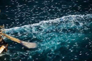 ▲不少人認為應全面禁止「底拖網」。圖為綠色和平調查團隊記錄位於英國海峽的底拖網漁船。（圖／翻攝綠色和平網站 © Christian Åslund / Greenpeace）