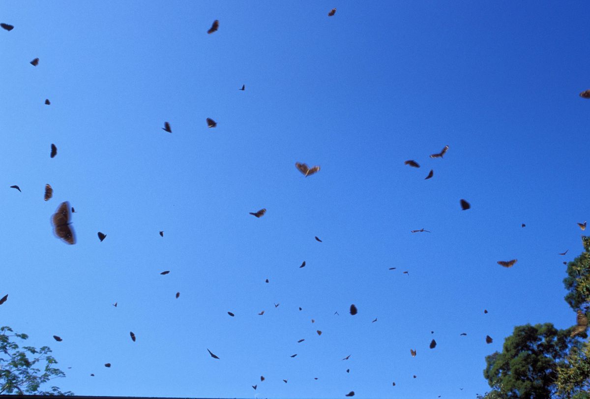 ▲高雄大崗山前往一線天的小徑上發現難得的紫斑蝶大爆發景象。（圖／導演詹家龍提供）