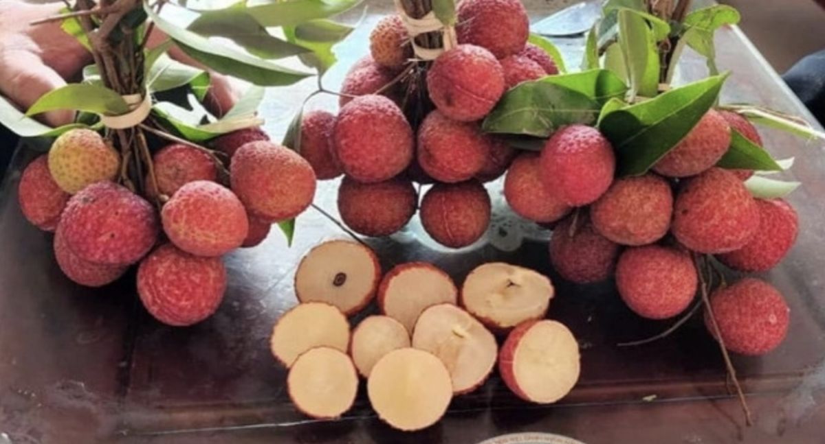▲越南無籽荔枝外銷日本、英國。（圖／翻攝自越南之聲）