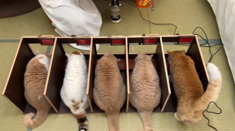 ▲進入「貓版一蘭拉麵店」的放飯區後，每隻貓咪都專心在眼前的餐盤。（圖／Twitter@jirosan77）