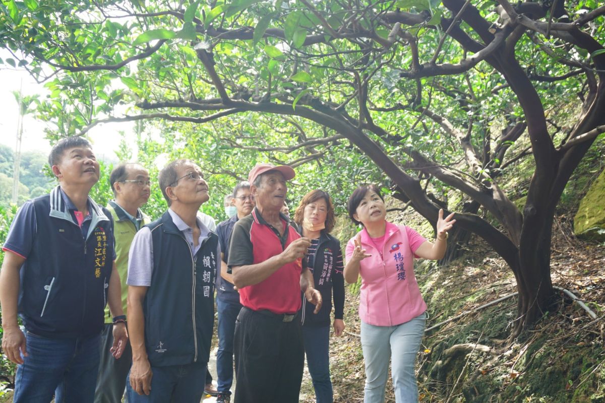 ▲台中柑橘落果嚴重，立法委員楊瓊瓔邀集相關單位會勘(圖／楊瓊瓔服務處提供2023.6.16)