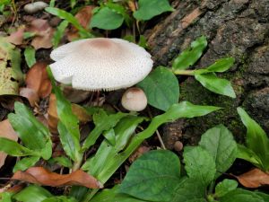 別採來吃！花蓮6人誤食「綠褶菇」　集體爆發4症狀全送醫
