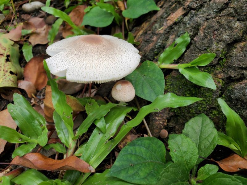 ▲花蓮6人誤食「綠褶菇」出現4症狀全送醫。（圖／花蓮縣衛生局）