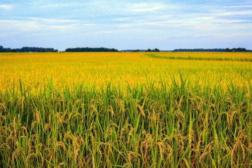 ▲有米中之王稱號的日本越光米，在美國是唯二的海外種植地區。(圖／美國稻米協會提供)