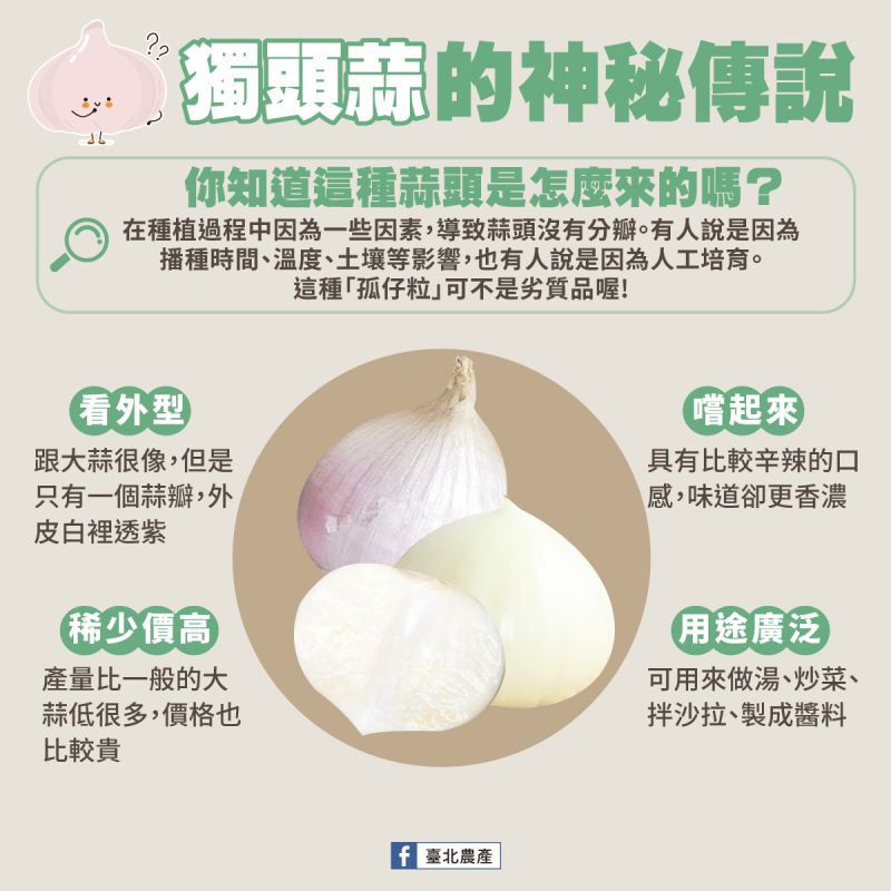 ▲在菜市場或超市看到一種跟大蒜很像，但是只有一個圓形的蒜瓣，《臺北農產》則解釋「這可不是劣質品，而是名為獨頭蒜（孤仔粒）的傳說及珍貴食材」。（圖／臺北農產）