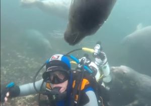 海豹以為潛水員溺水！勾手臂「緊急向上拉」　浮出水面影片超感人
