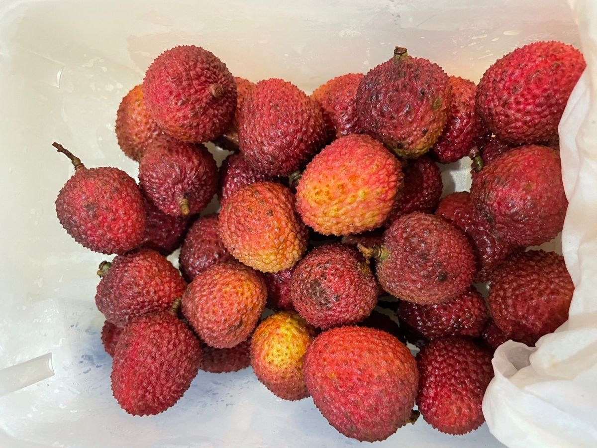 ▲家事教母譚敦慈用一招「濕紙巾」保鮮法，每天換一張，讓荔枝7天後依舊跟剛買回來的一樣，且蒂頭無發霉情況。（圖／譚敦慈提供）