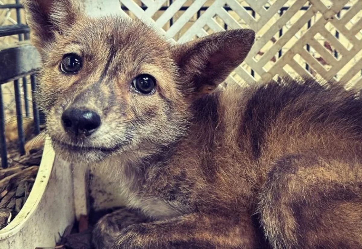 ▲美國一名男子開車經過一處鄉村，在路邊看到一隻落單的幼犬，於是帶回家照料，最後卻發現牠的身分驚人。（圖/FB@For Fox Sake Wildlife Rescue）