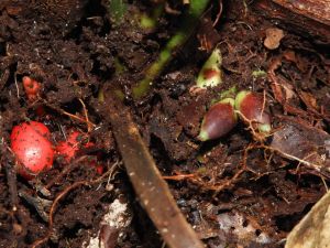 婆羅洲發現「在地下開花結果」的棕櫚樹！植物學家振奮：千載難逢
