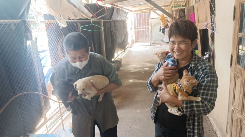 ▲泰國一名73歲的老奶奶開設流浪動物收容所，照顧2500多隻流浪貓狗。（圖／翻攝自曼谷郵報）