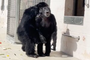 被關29年！實驗室黑猩猩第一次看天空　「看到外星人」表情超心酸
