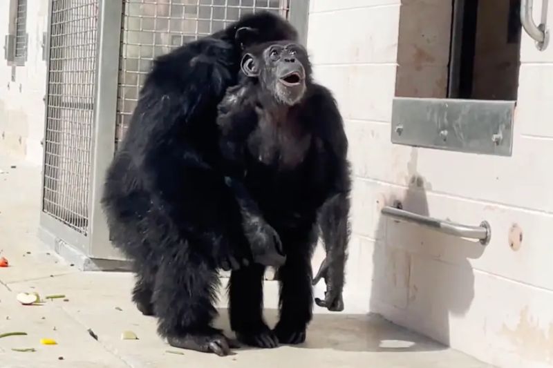 ▲黑猩猩「香草」（Vanilla）出生29年後第一次走到戶外，被拍下抬頭看天空的興奮表情，讓人看了相當心疼。（圖／翻攝Save the Chimps頻道）