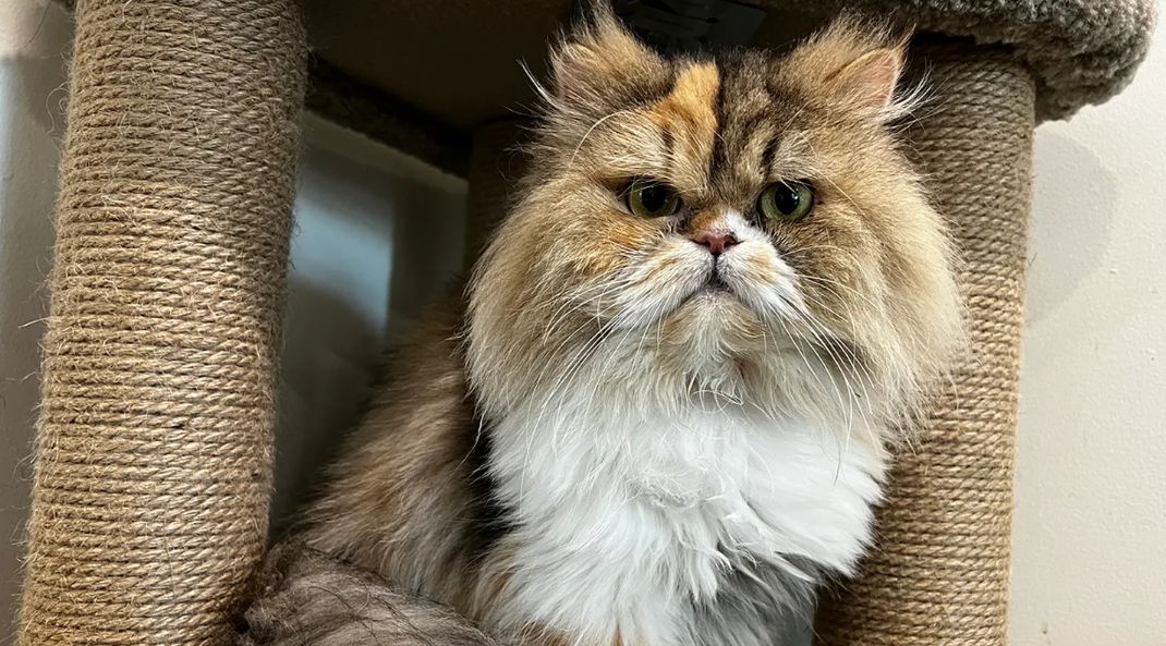 貓咪繼承富婆「9千萬遺產」！法院開放領養 156人搶破頭 生活 NOWnews今日新聞