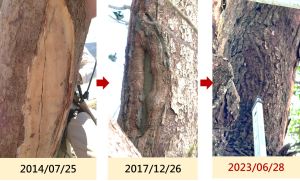▲從2014年風災至今，奉茶樹的傷口在樹木醫團隊診治下逐漸癒合。（圖／長榮航空提供）